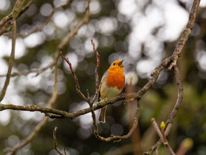 A bird tweeting on a branch.